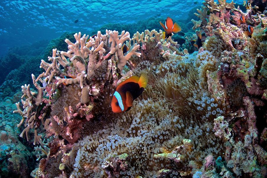 Guesthouse The 4 Fish Μανάντο Εξωτερικό φωτογραφία