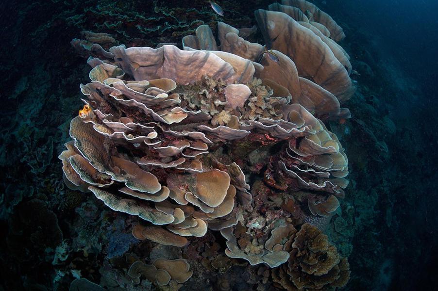 Guesthouse The 4 Fish Μανάντο Εξωτερικό φωτογραφία