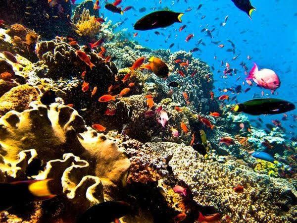 Guesthouse The 4 Fish Μανάντο Εξωτερικό φωτογραφία