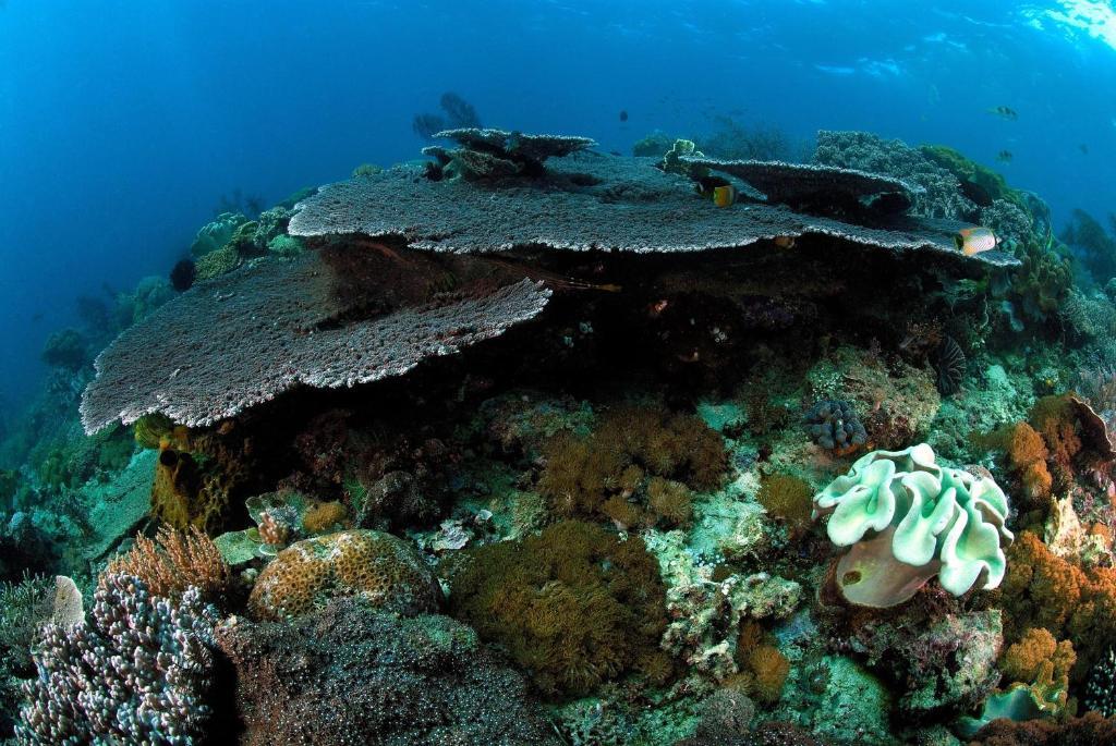 Guesthouse The 4 Fish Μανάντο Εξωτερικό φωτογραφία